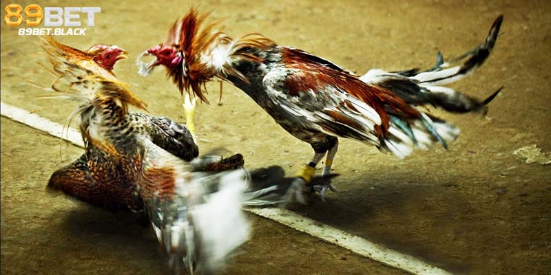 Chiến thuật đặt cược hiệu quả trong đá gà Thomo