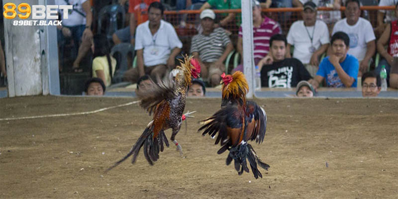 Luật Đá Gà Miền Bắ