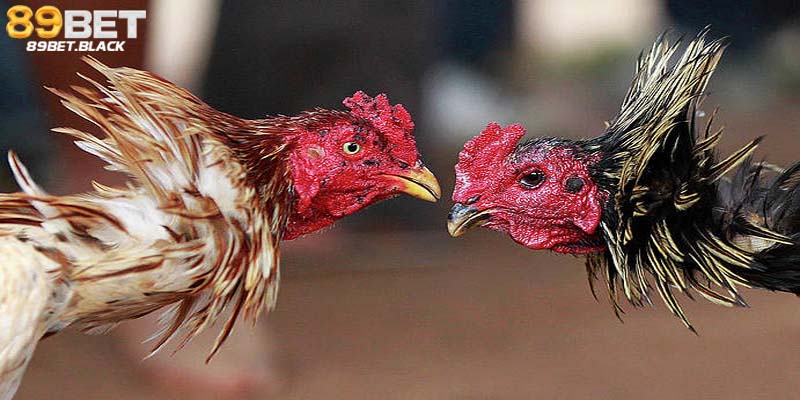 Nguồn gốc của bộ môn đá gà Thomo