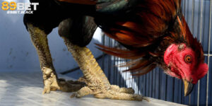 Vảy Gà Huyền Trâm